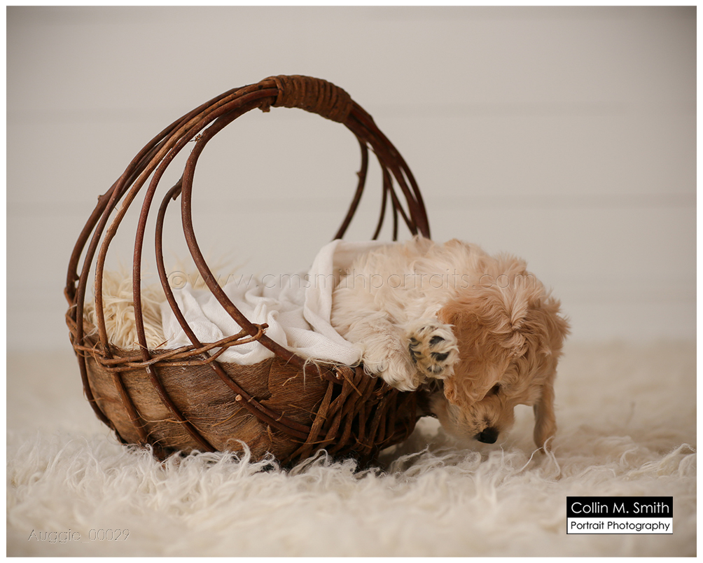 © Collin M. Smith Portrait Photography www.cmsmithportraits.com/blog